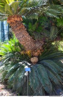 Photo Reference of Palm Tree 0004